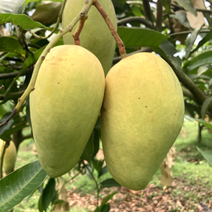 ১০ কেজি ক্যারেট